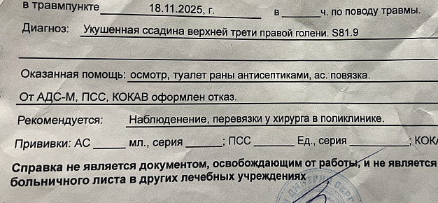 В Иванове стая бродячих собак покусала пенсионерку